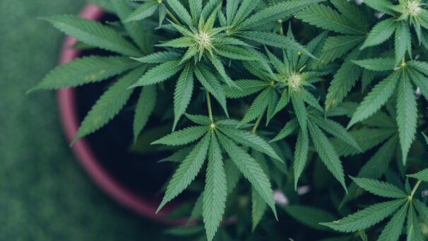 kannabisz